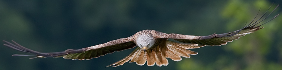 Milvus milvus -Laurieston, Dumfries and Galloway, Scotland -feeding station-8-cropped